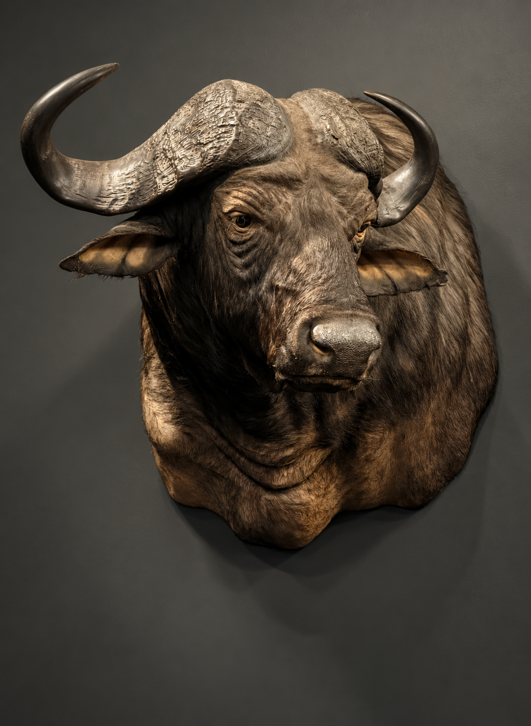 Kop van een Kaapse buffel Kop van een Kaapse buffel