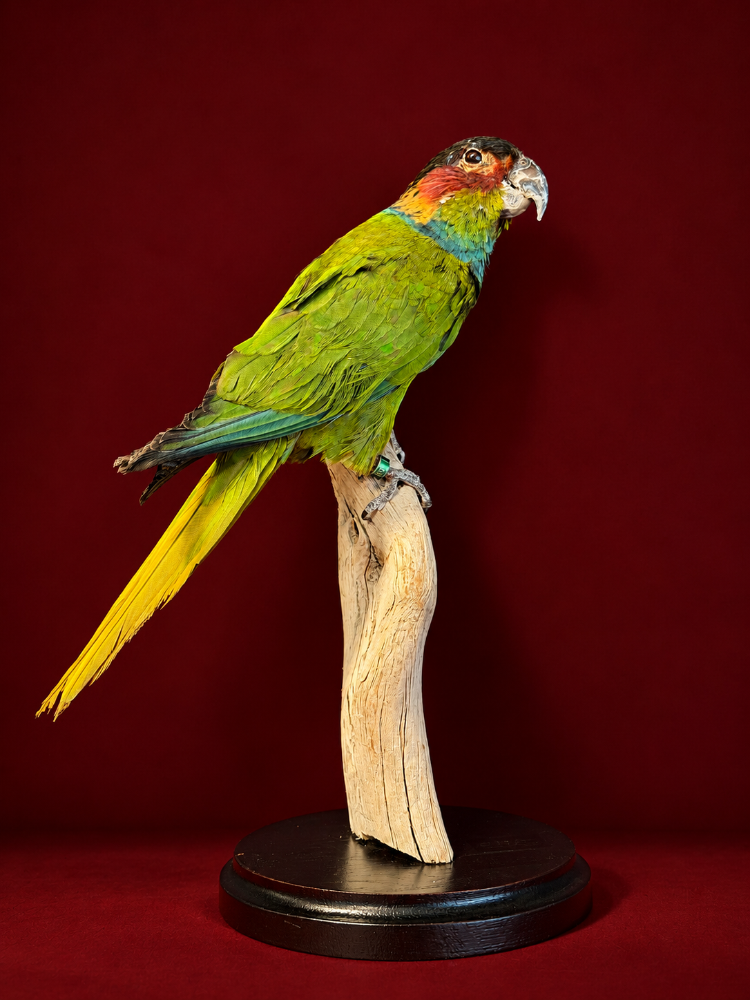 Opgezette Blauwkeelparkiet (Pyrrhura Creuntata). Opgezette Blauwkeelparkiet (Pyrrhura Creuntata).